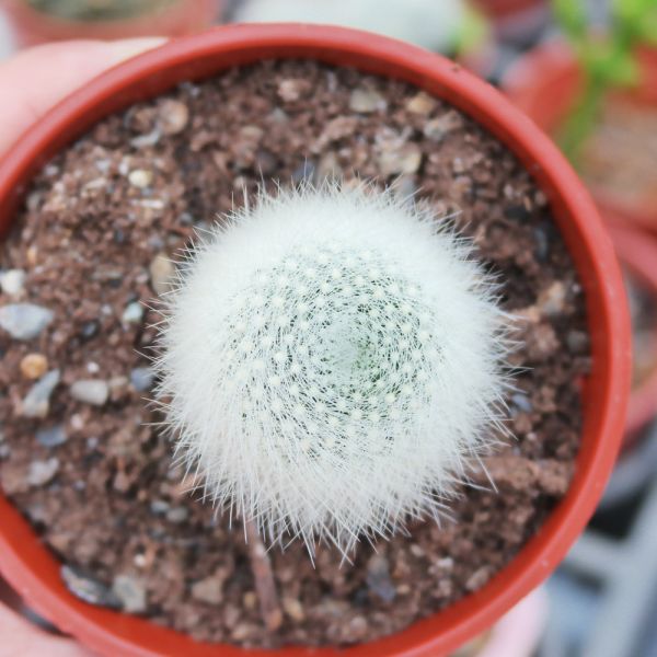 【荳荳多肉】｛白小町｝◆喬遷◆送禮◆升遷◆多肉植物◆植栽 荳荳多肉,農場價格,多肉植物輕鬆購買,園藝材料,仙人掌,多肉植物手作農場