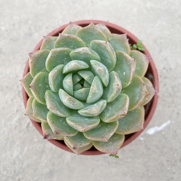 【荳荳多肉】｛愛情海｝◆喬遷◆送禮◆升遷◆多肉植物◆植栽 荳荳多肉官方購物車~一律農場價格!!!!
多肉植物 /手作課程 / 園藝雜貨 /戶外教學 /企業合作 / 贈禮小物/婚禮小物
仙人掌,多肉,植物,送禮,婚禮,DIY,禮物