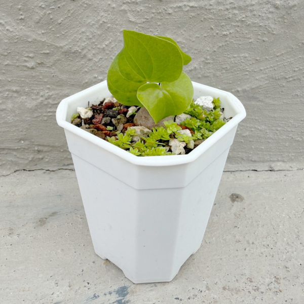 【荳荳多肉】｛南非龜甲龍｝喬遷｜送禮｜升遷｜多肉植物｜植栽 荳荳多肉官方購物車~一律農場價格!!!!
多肉植物 /手作課程 / 園藝雜貨 /戶外教學 /企業合作 / 贈禮小物/婚禮小物
仙人掌,多肉,植物,送禮,婚禮,DIY,禮物