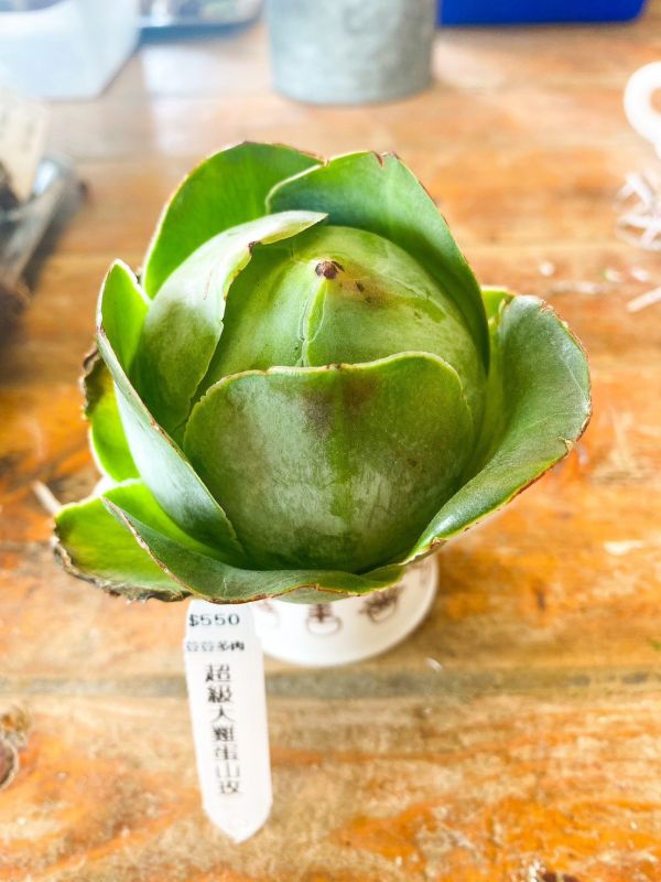 【荳荳多肉】｛超大雞蛋山玫｝◆喬遷◆送禮◆升遷◆多肉植物◆植栽 荳荳多肉官方購物車~一律農場價格!!!!
多肉植物 /手作課程 / 園藝雜貨 /戶外教學 /企業合作 / 贈禮小物/婚禮小物
仙人掌,多肉,植物,送禮,婚禮,DIY,禮物