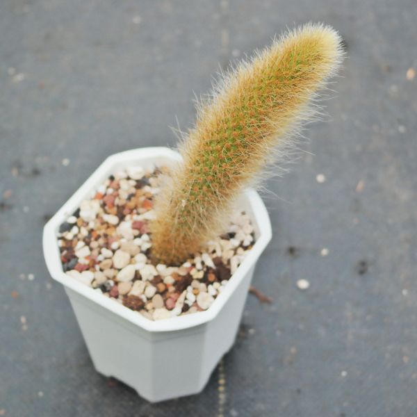 【荳荳多肉】｛猴尾柱｝◆喬遷◆送禮◆升遷◆多肉植物◆植栽 荳荳多肉,農場價格,多肉植物輕鬆購買,園藝材料,仙人掌,多肉植物,手作農場