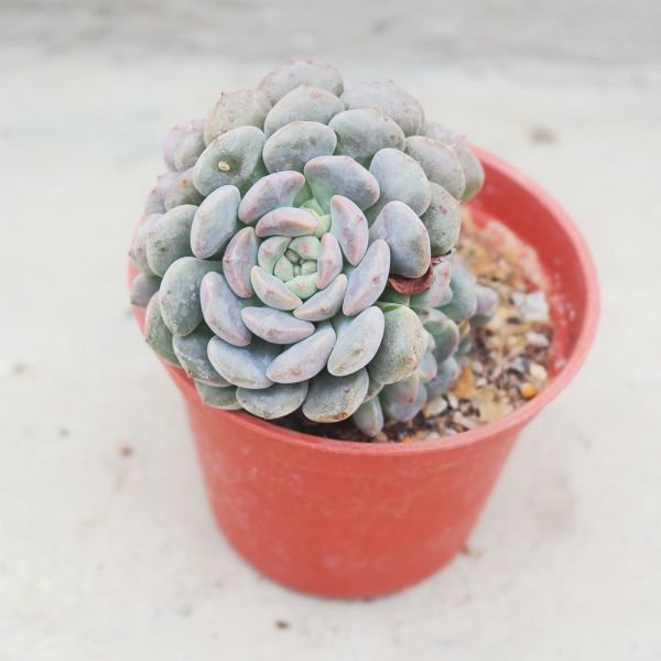 【荳荳多肉】｛小叮噹｝◆喬遷◆送禮◆升遷◆多肉植物◆植栽 荳荳多肉官方購物車~一律農場價格!!!!
多肉植物 /手作課程 / 園藝雜貨 /戶外教學 /企業合作 / 贈禮小物/婚禮小物
仙人掌,多肉,植物,送禮,婚禮,DIY,禮物