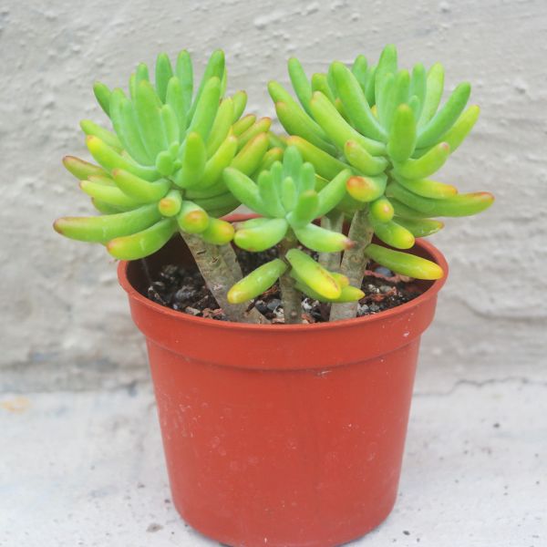 【荳荳多肉】｛戀心｝◆喬遷◆送禮◆升遷◆多肉植物◆植栽 荳荳多肉官方購物車~一律農場價格!!!!
多肉植物 /手作課程 / 園藝雜貨 /戶外教學 /企業合作 / 贈禮小物/婚禮小物
仙人掌,多肉,植物,送禮,婚禮,DIY,禮物