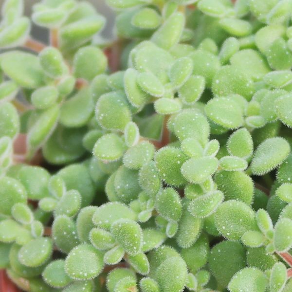 【荳荳多肉】｛波尼亞｝◆喬遷◆送禮◆升遷◆多肉植物◆植栽 荳荳多肉官方購物車~一律農場價格!!!!
多肉植物 /手作課程 / 園藝雜貨 /戶外教學 /企業合作 / 贈禮小物/婚禮小物
仙人掌,多肉,植物,送禮,婚禮,DIY,禮物
