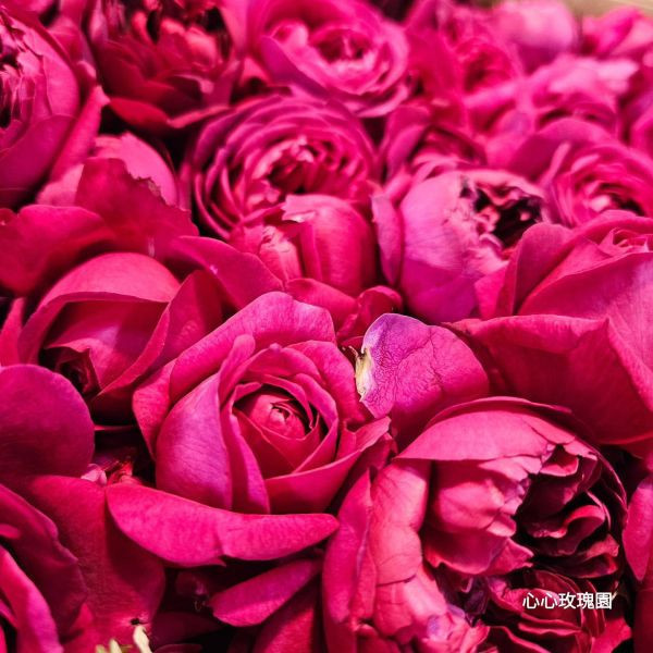 【惜福品】心心玫瑰園｜玫瑰純露100ml+50ml 