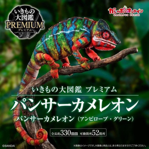 生物大圖鑑premium 七彩變色龍 安比諾貝 綠 代理 預購24年12月0923 