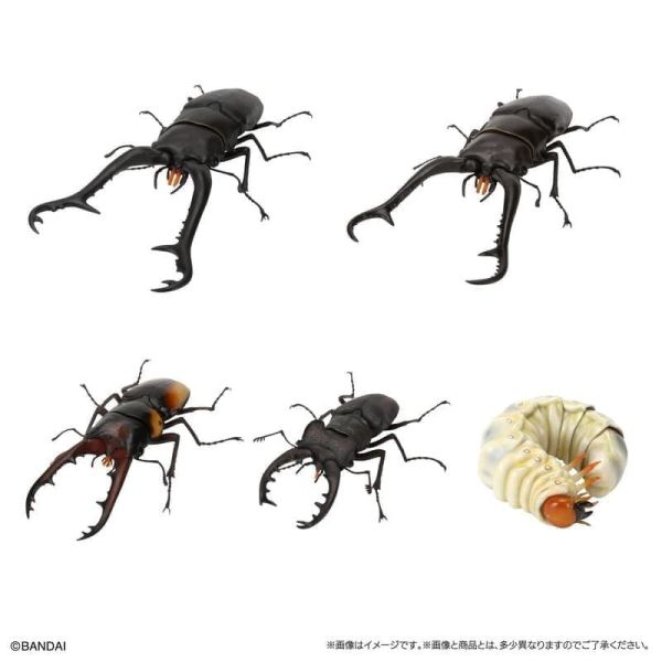 【1102KK】預購 生物大圖鑑 鍬形蟲11 附樹皮底座(小) 五款一套 生物大圖鑑 鍬形蟲11 附樹皮底座(小) 五款一套