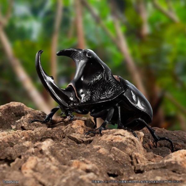 【0511KK】預購 BANDAI 生物大圖鑑 獨角仙11 附樹皮台座(小) BANDAI 生物大圖鑑 獨角仙11 附樹皮台座(小)
