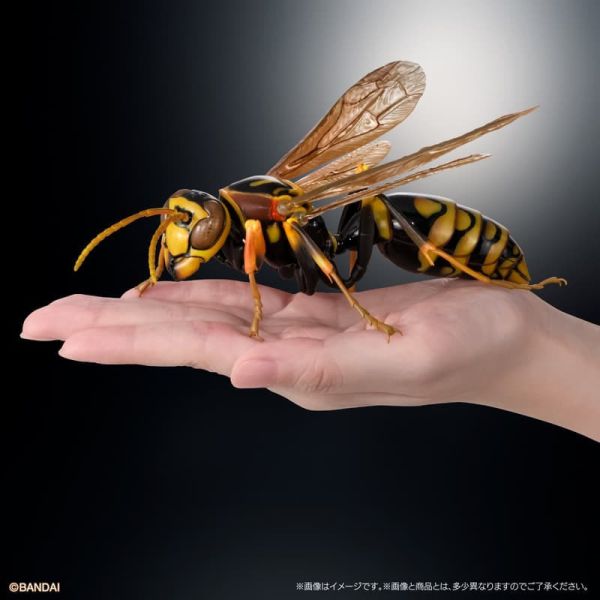 【1029KK】預購 盒玩 生物大圖鑑 馬蜂亞科 展示架套裝 盒玩 生物大圖鑑 馬蜂亞科 展示架套裝