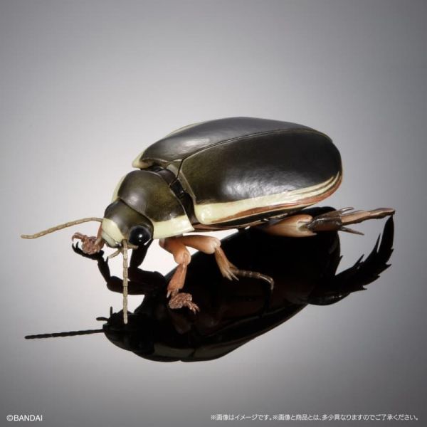 【0511KK】預購 BANDAI 扭蛋袋裝 生物大圖鑑 水生昆蟲02 日本大龍蝨 附展示支架組 BANDAI 扭蛋袋裝 生物大圖鑑 水生昆蟲02 日本大龍蝨 附展示支架組
