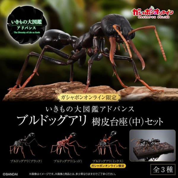 【1021KK】預購 盒玩 生物大圖鑑 鬥牛犬蟻 螞蟻 附樹皮底座(中) 三款一套 盒玩 生物大圖鑑 鬥牛犬蟻 螞蟻 附樹皮底座(中) 三款一套