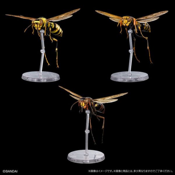 【1029KK】預購 盒玩 生物大圖鑑 馬蜂亞科 展示架套裝 盒玩 生物大圖鑑 馬蜂亞科 展示架套裝