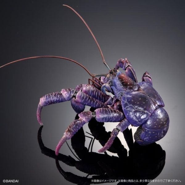 【0614KK】預購 BANDAI 生物大圖鑑PREMIUM 椰子蟹(紫色) BANDAI 生物大圖鑑PREMIUM 椰子蟹(紫色)