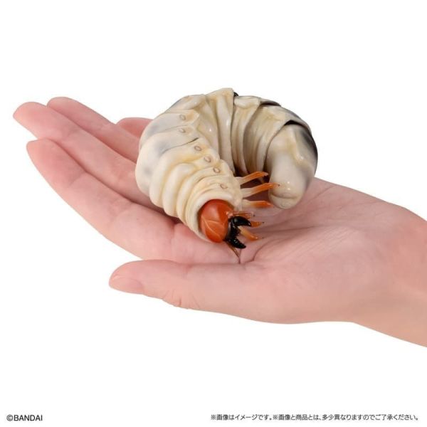 【1102KK】預購 生物大圖鑑 鍬形蟲11 附樹皮底座(小) 五款一套 生物大圖鑑 鍬形蟲11 附樹皮底座(小) 五款一套