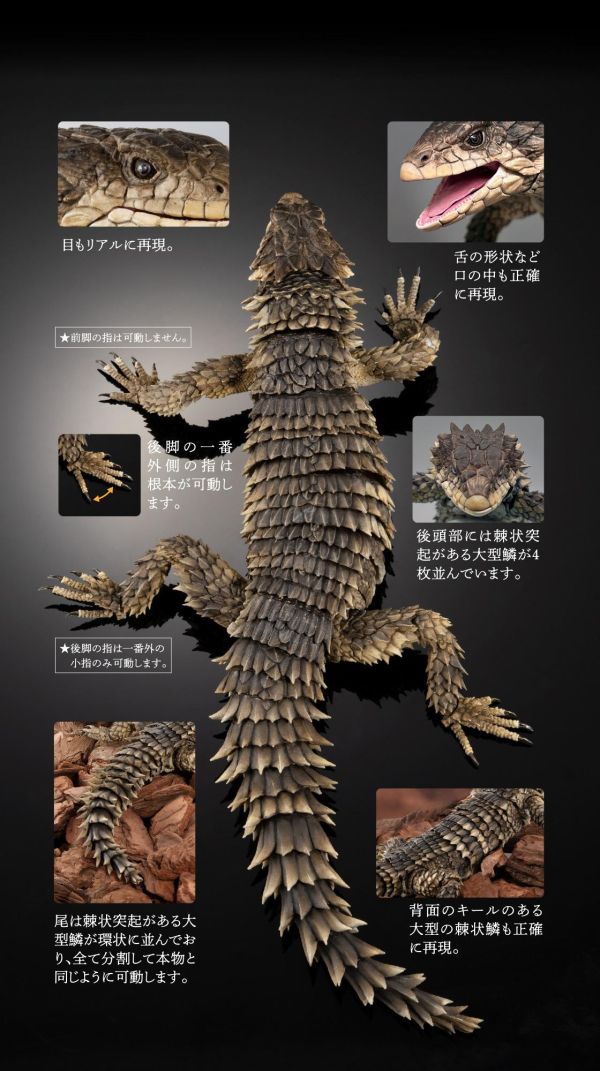 【0819KK】預購 盒玩 生物大圖鑑 巨型環尾蜥 可動 暗源 戰錘40K 帝國騎士 渡鴉家族 遊俠騎士