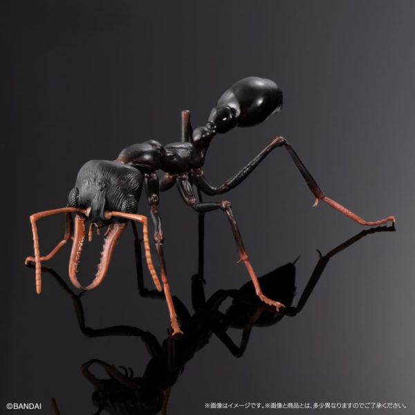 【1021KK】預購 盒玩 生物大圖鑑 鬥牛犬蟻 螞蟻 附樹皮底座(中) 三款一套 盒玩 生物大圖鑑 鬥牛犬蟻 螞蟻 附樹皮底座(中) 三款一套
