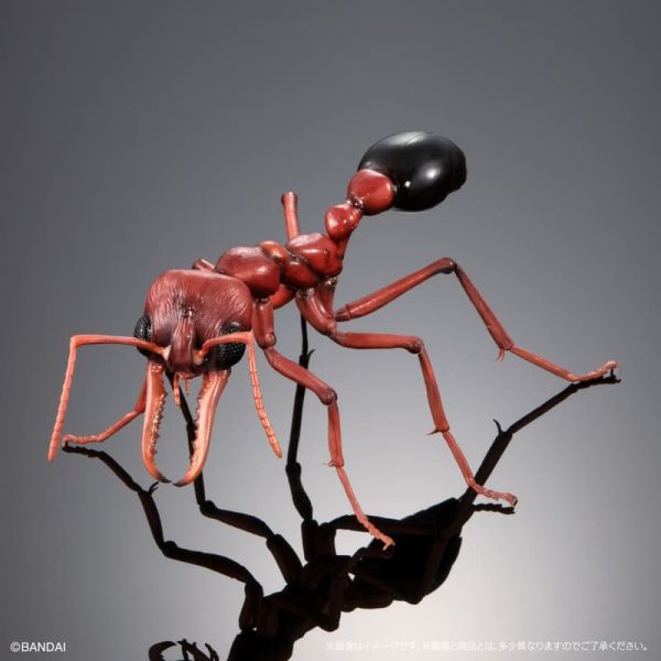 【1021KK】預購 盒玩 生物大圖鑑 鬥牛犬蟻 螞蟻 附樹皮底座(中) 三款一套 盒玩 生物大圖鑑 鬥牛犬蟻 螞蟻 附樹皮底座(中) 三款一套
