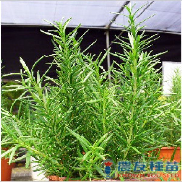 香藥草種子 