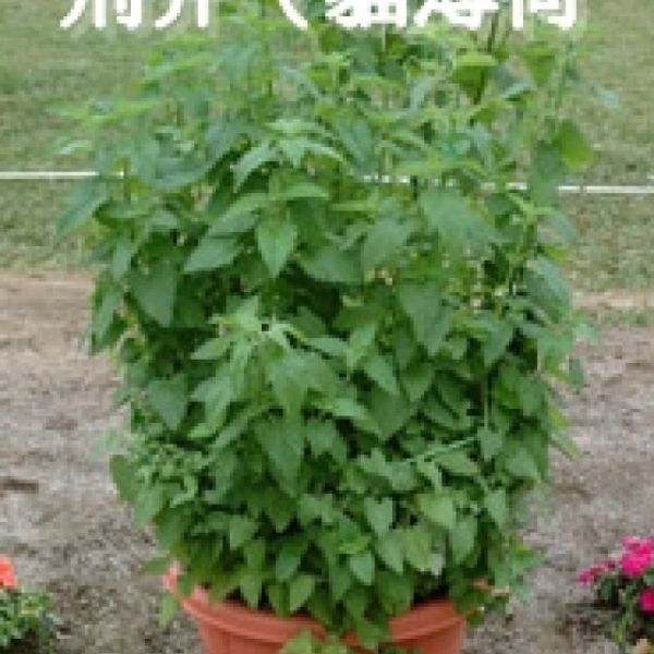 香藥草種子 