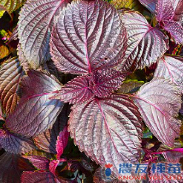 香藥草種子 