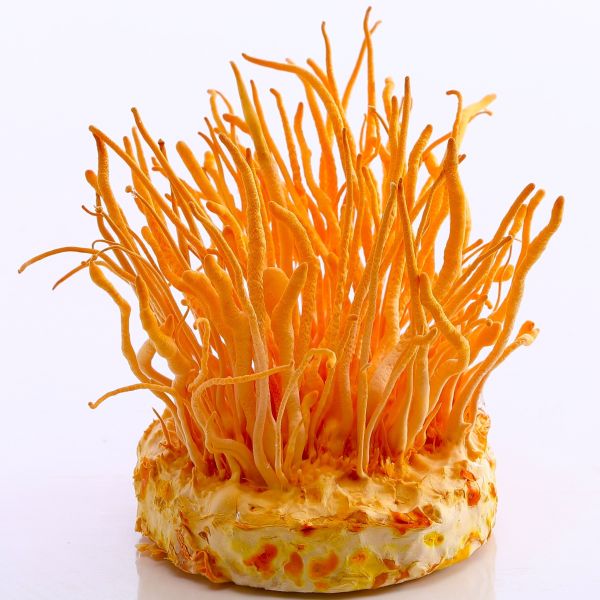 爽健健蛹蟲草子實體膠囊 