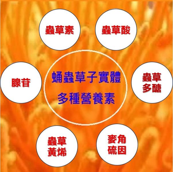 爽健健蛹蟲草子實體膠囊 