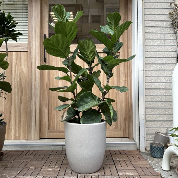 琴葉榕+淺米瓷盆 