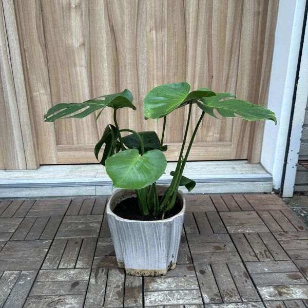 中型龜背芋+瓷盆 