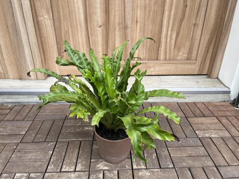 小植栽 