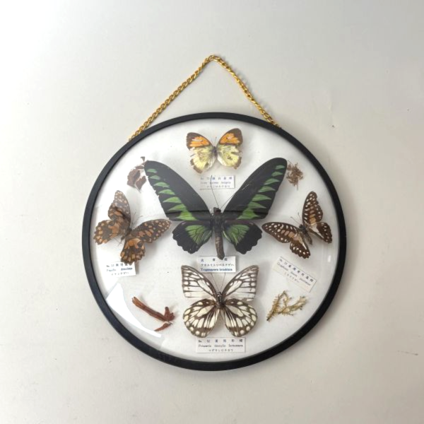 蝴蝶標本掛飾 