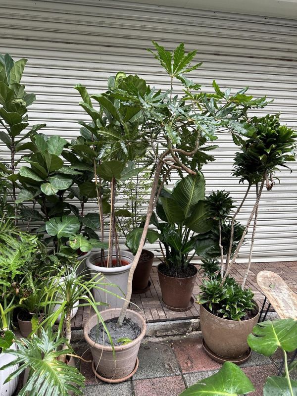 孔雀木+陶盆(美照待拍) 