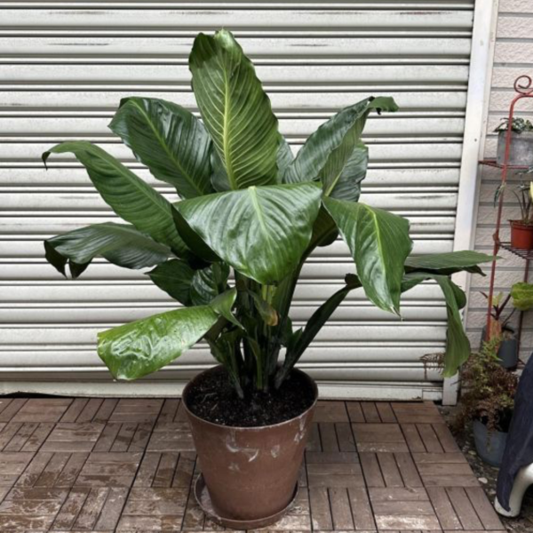 綠巨人+深棕盆(美照待拍) 