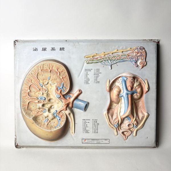 早期醫療立體模型掛圖 