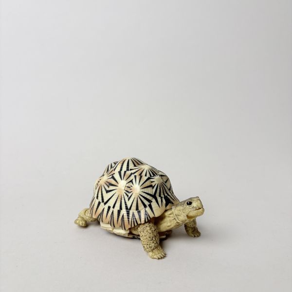 關節烏龜玩具擺飾 