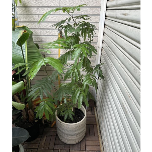 小豆樹+瓷套盆(美照待拍) 