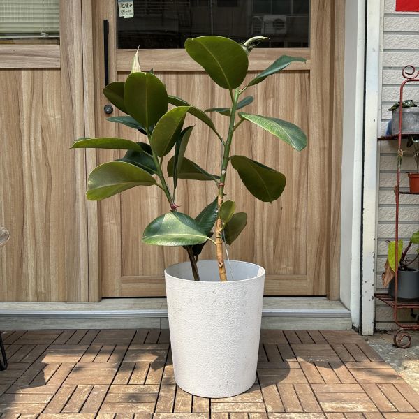 橡膠樹+白塑膠套盆 