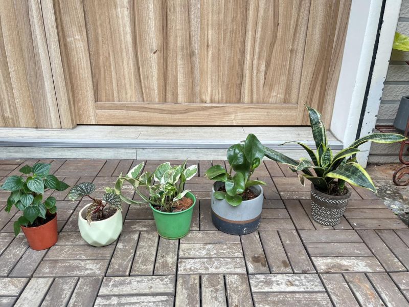 小植栽 