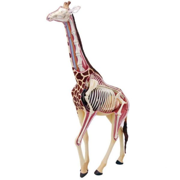 4D透視長頸鹿模型 