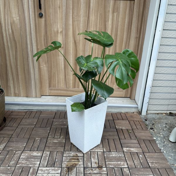 龜背芋+白塑膠盆 