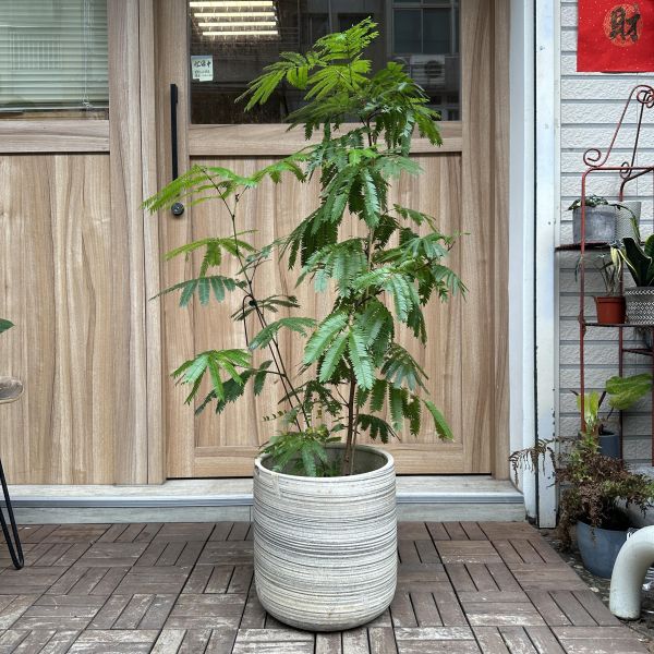 小豆樹+瓷套盆(美照待拍) 