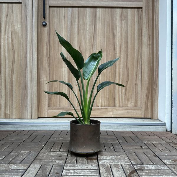 中型天堂鳥+瓷盆 