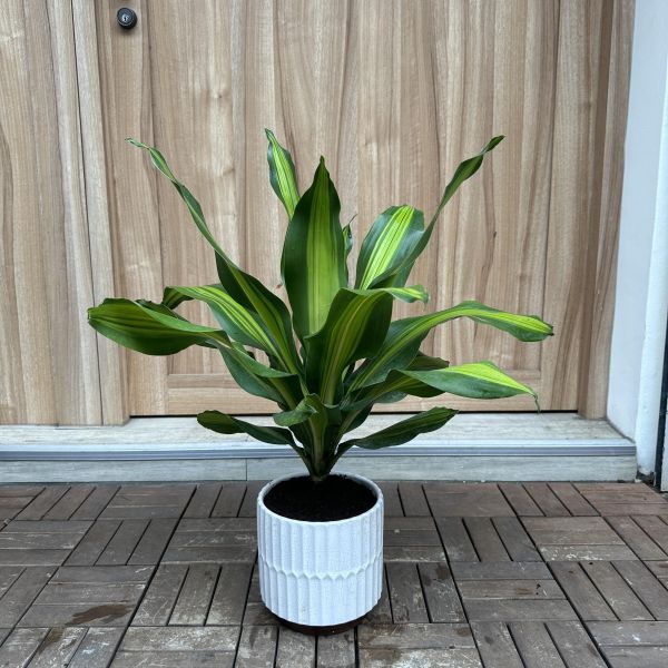 中型葉門鐵+瓷盆 