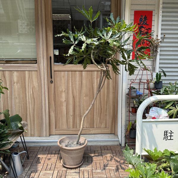 孔雀木+陶盆 