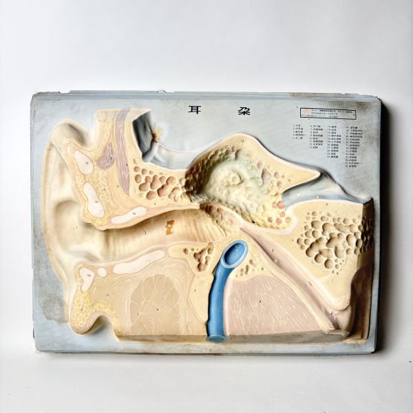 早期醫療立體模型掛圖 