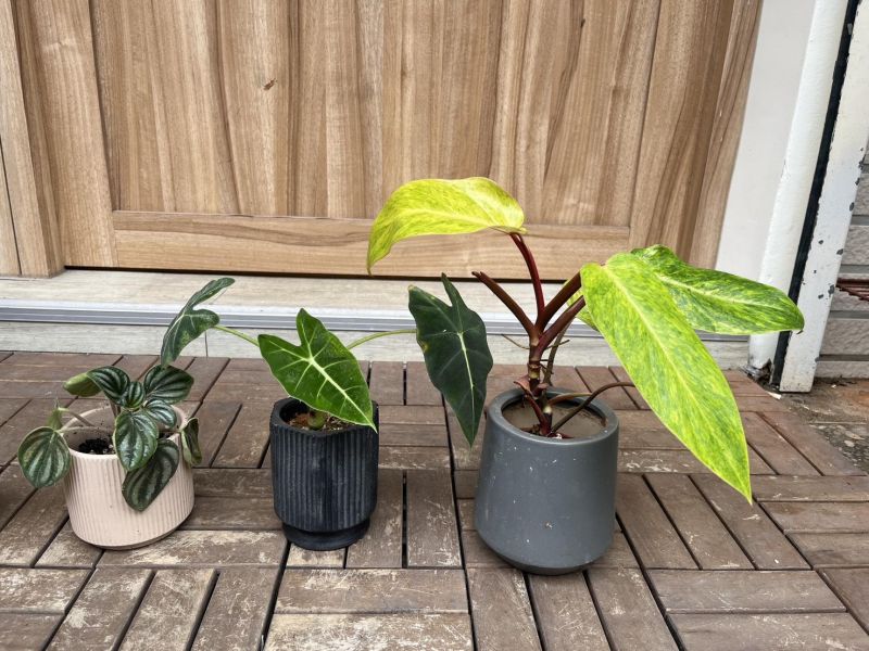 小植栽 