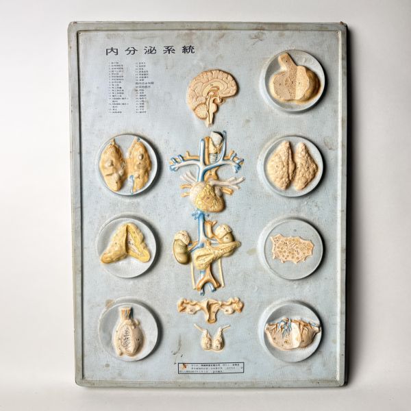 早期醫療立體模型掛圖 