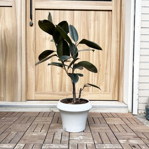 黑金剛橡膠樹+白瓷盆 