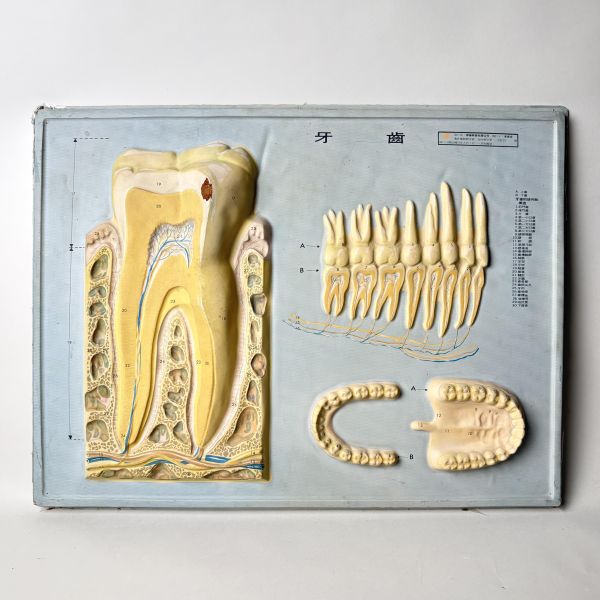 早期醫療立體模型掛圖 