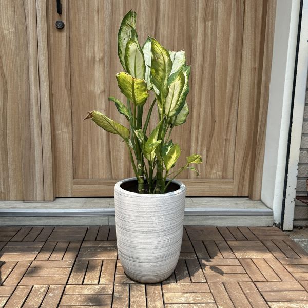 黛粉葉+黑線條白色盆 