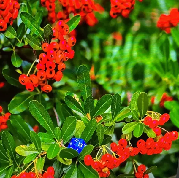 Nickelus F / Shawn Kemp (Lil Ugly Mane) - Trick Dice 十週年紀念 黑膠2LP 